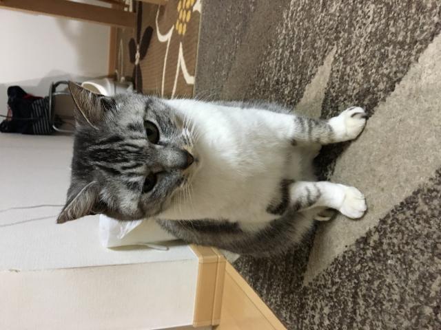 もも