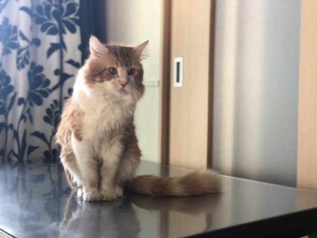 ポポ
