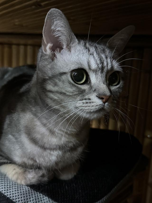 キキ
