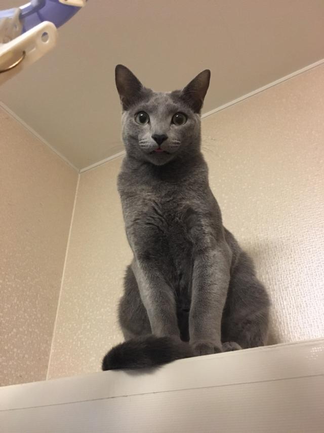 しょう