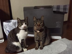 ビビ