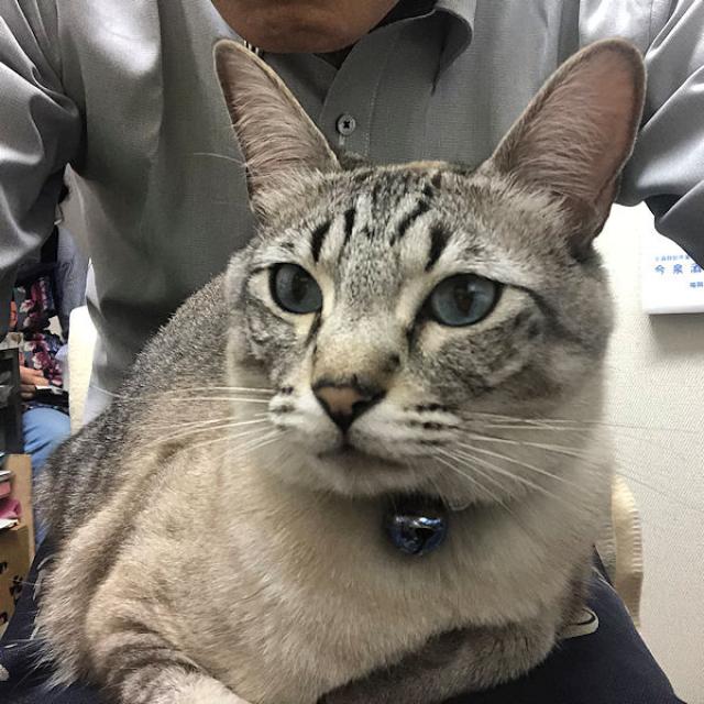 ミー太