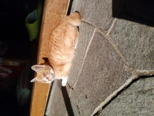 きなこ