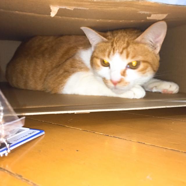 きなこ