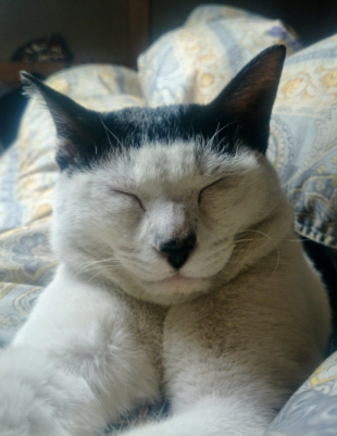 ツブ