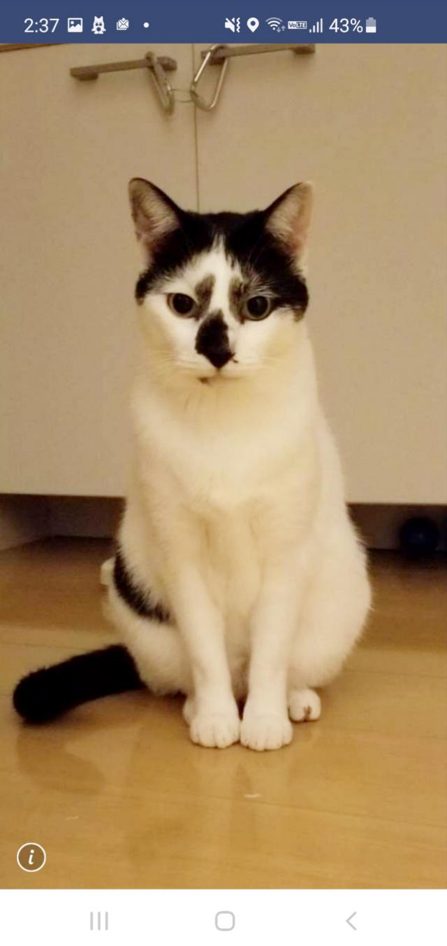 こはく