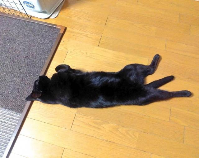 ビビ