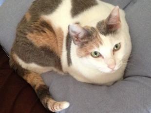 ミイちゃん