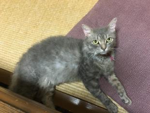 らび　ラビ