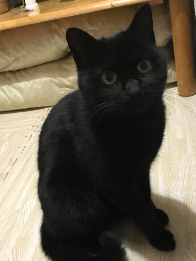 クロ