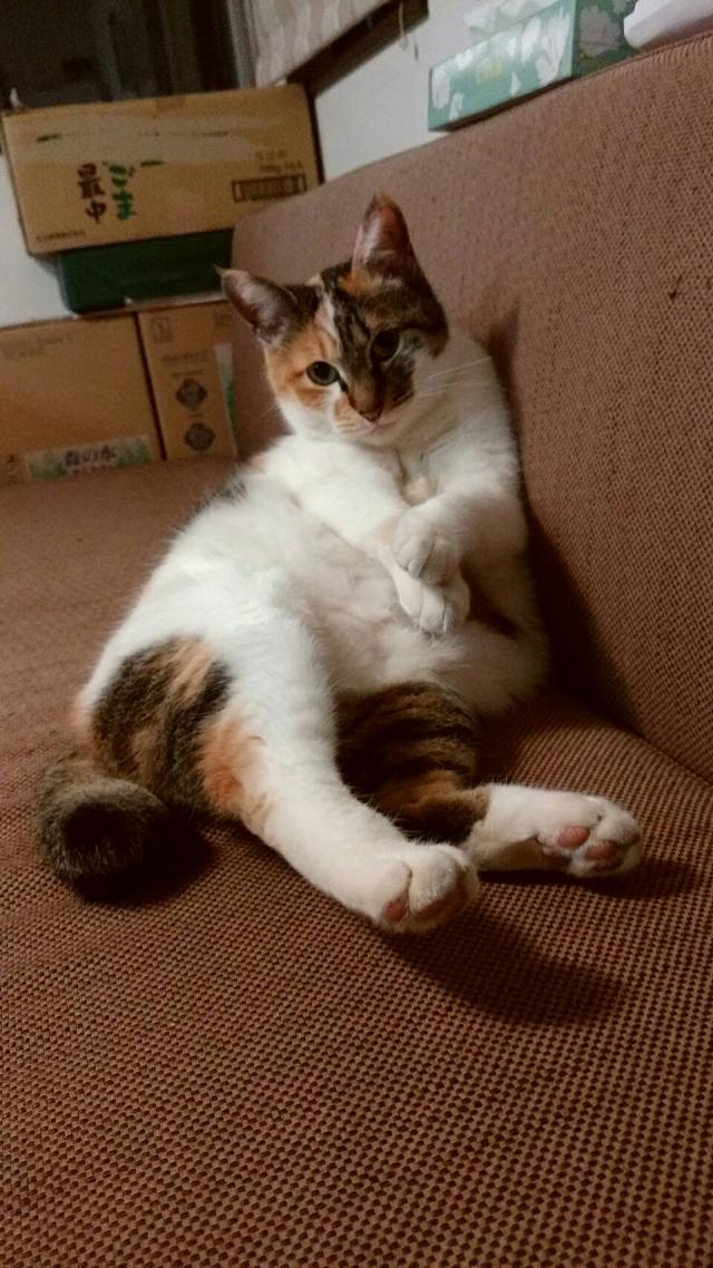 ミケ