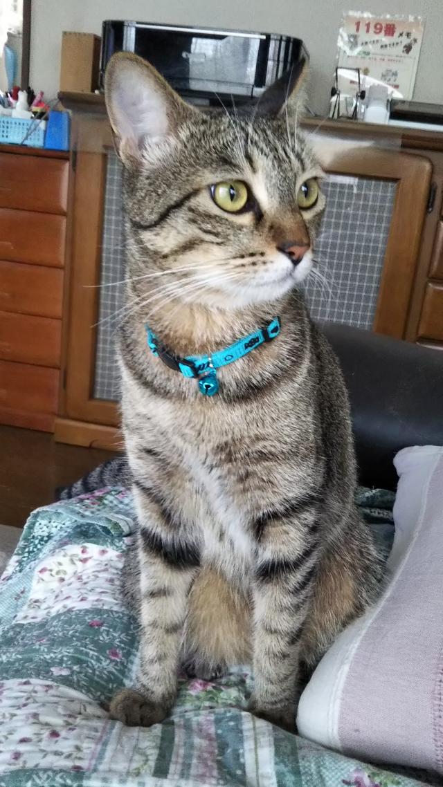 みーこ