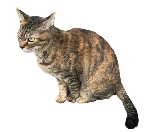 モモ