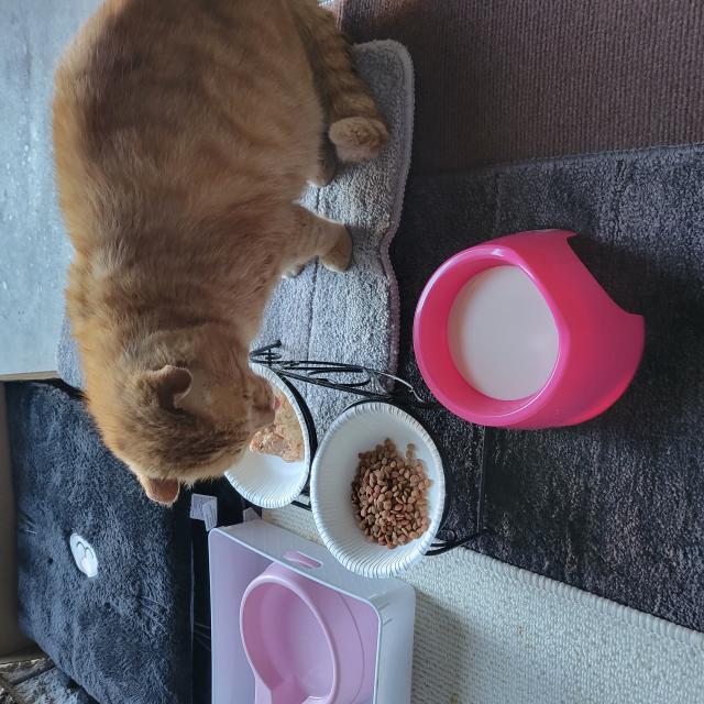 茶丸