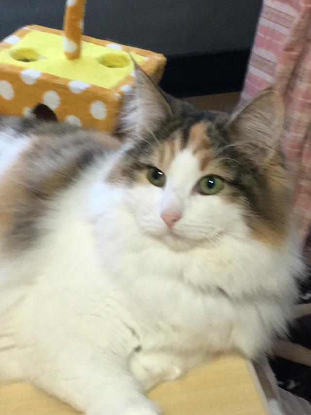 てんこま