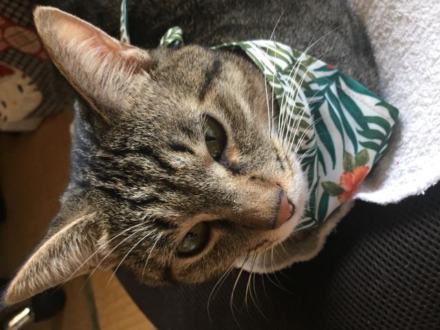 アロハ