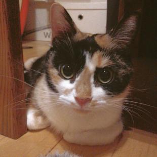 さいたま市