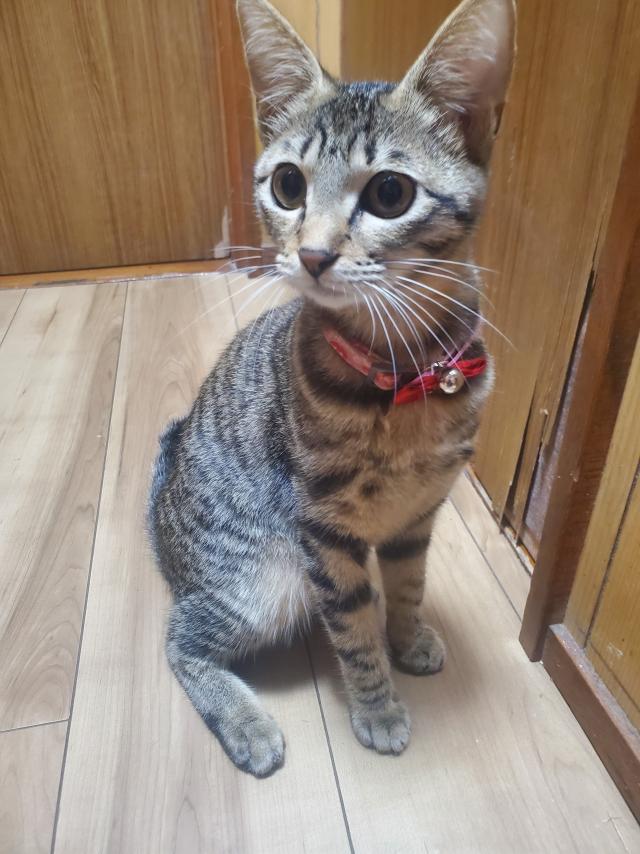 ハピ