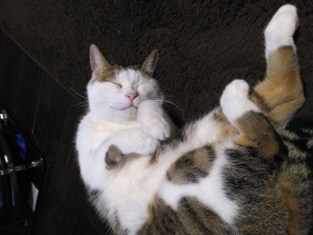 こたろう