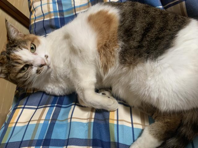 ミケ
