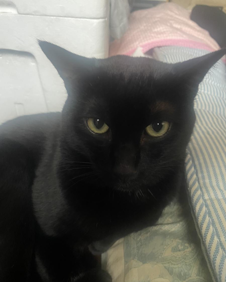 やまと