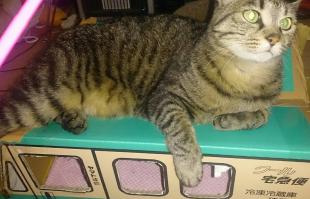 ジュニ
