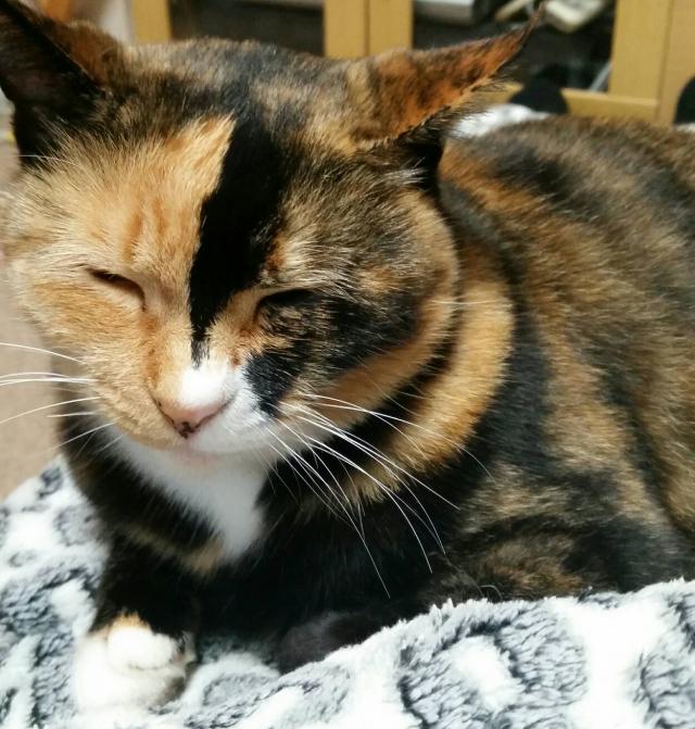 チィ