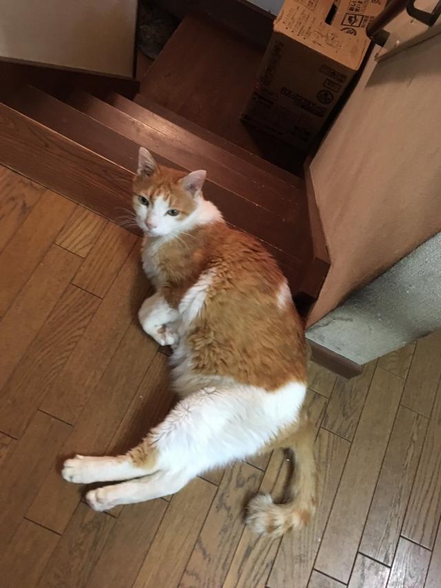 エド