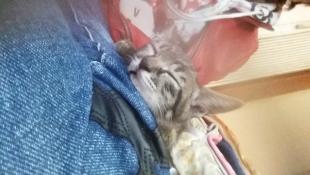 メイ