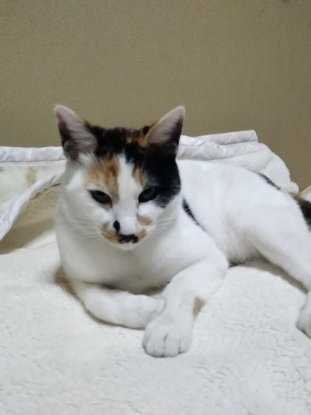 チャコ