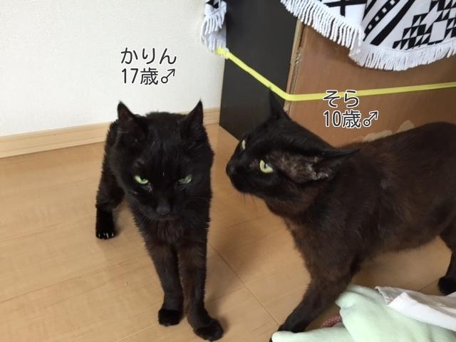 かりん17歳・そら10歳