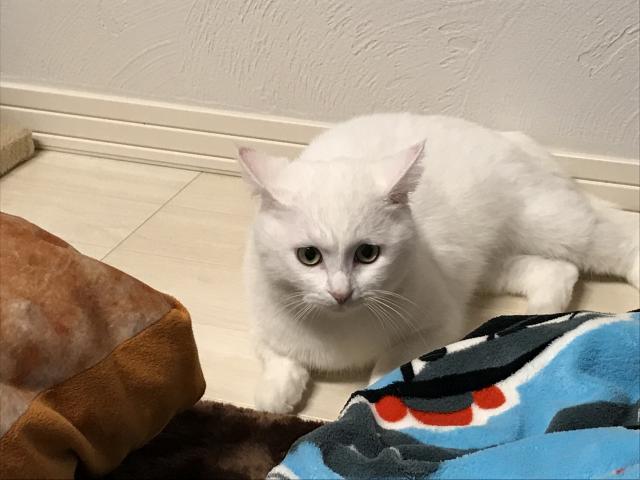 アッシュ