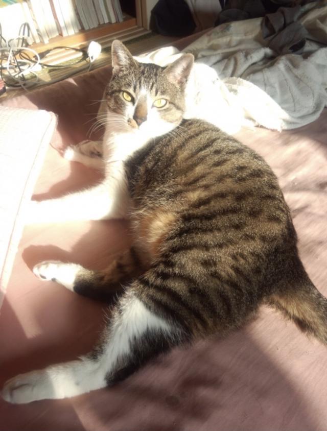 シマ
