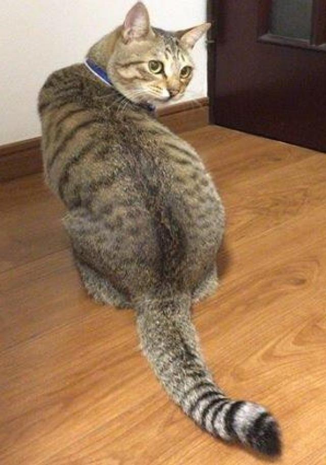 まろん