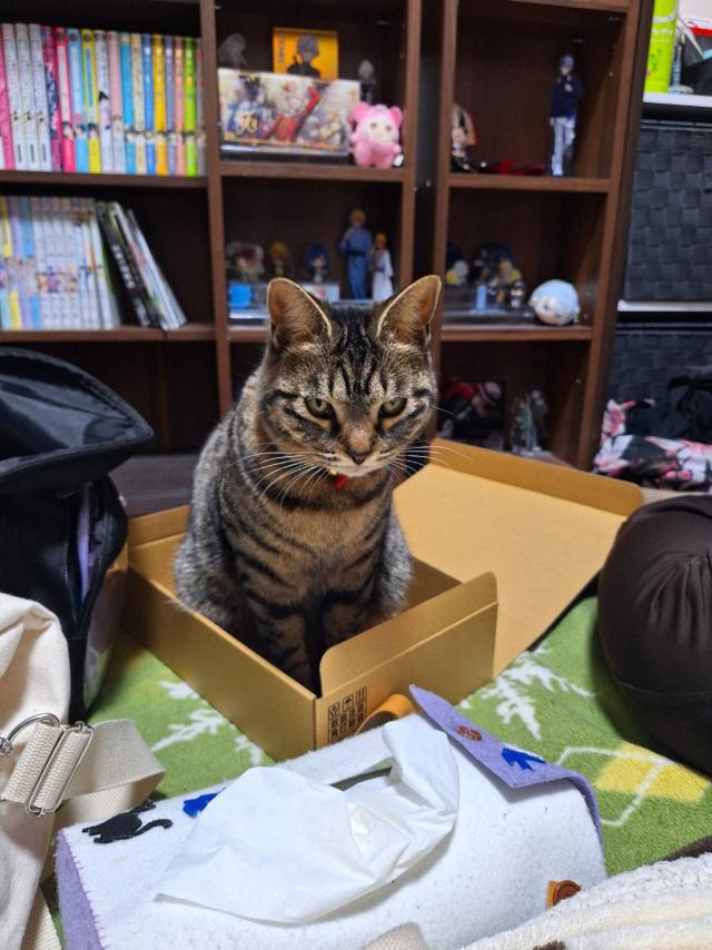 あにゃん