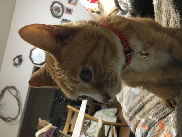 チャコ