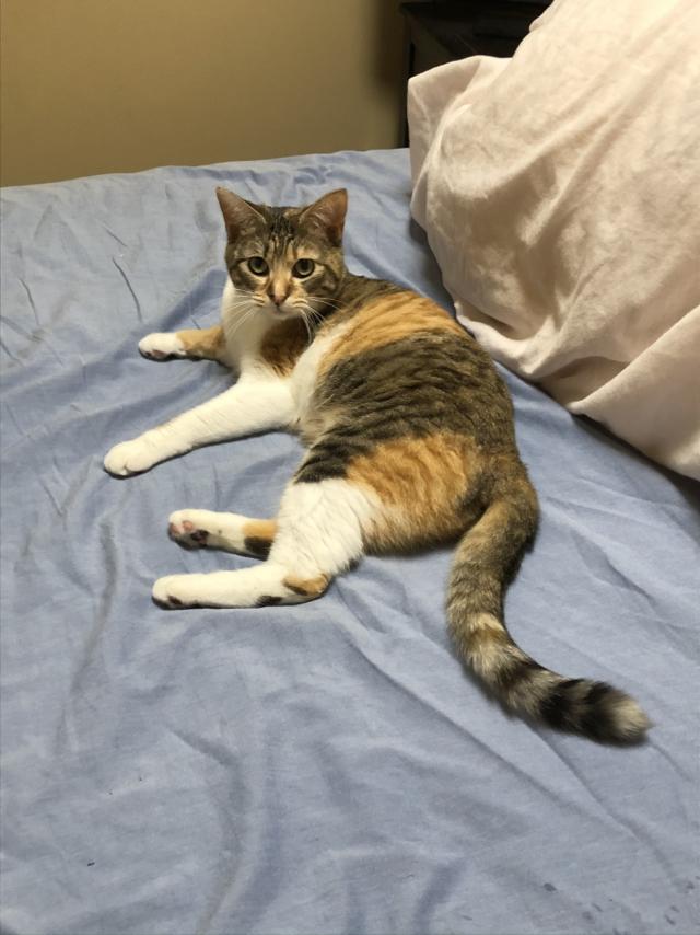 ラナ