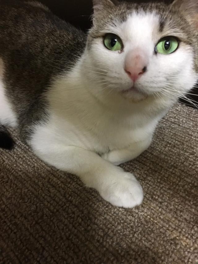 メルちゃん