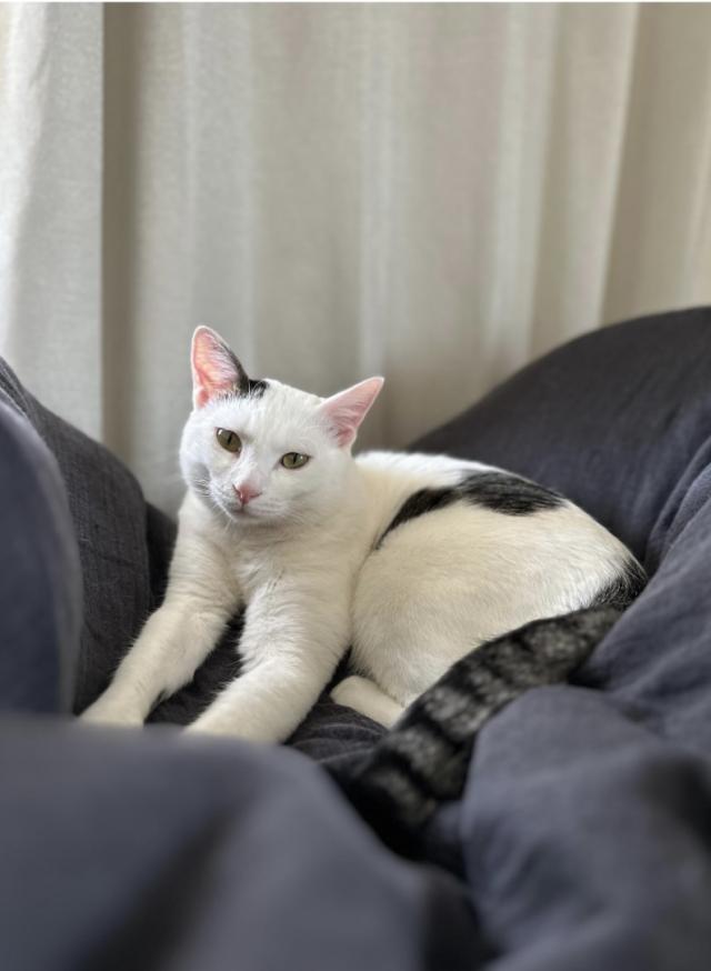 フーちゃん