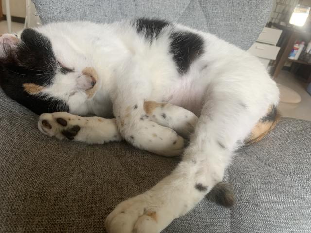 ミミ