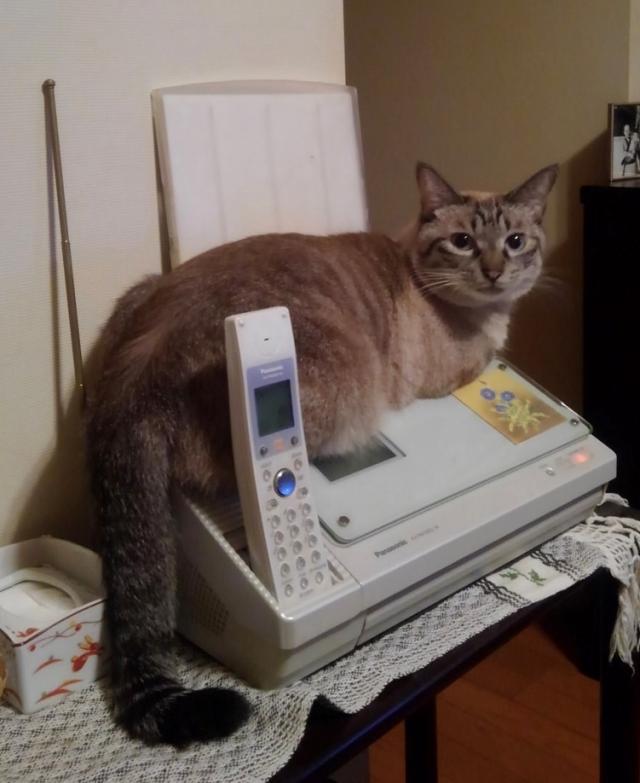アポロ