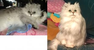 猫ちゃん