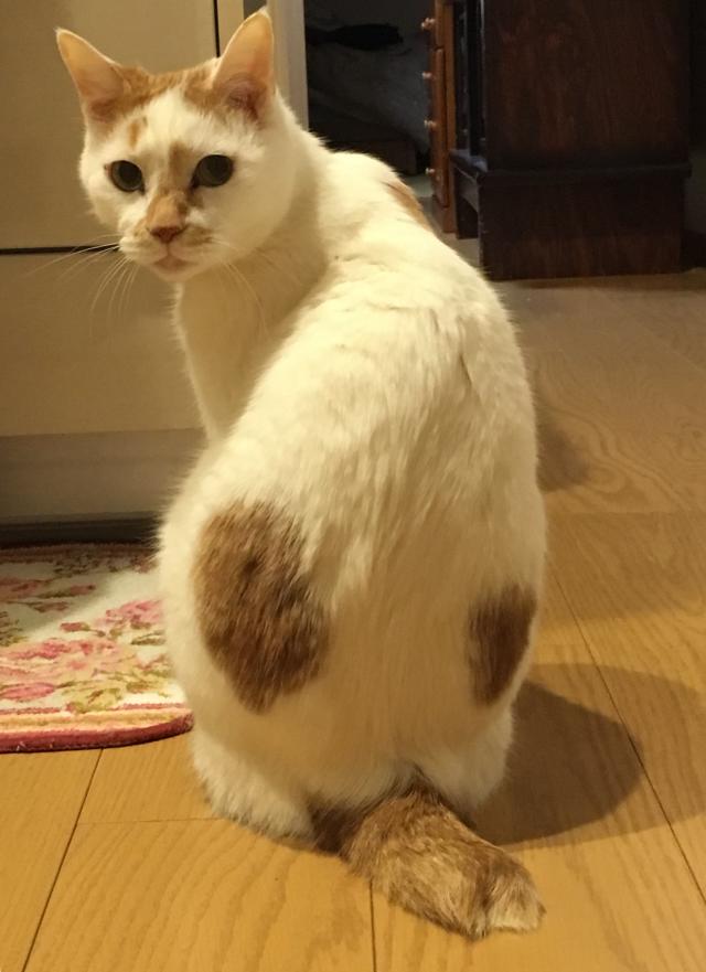 たろう(たろすけ）