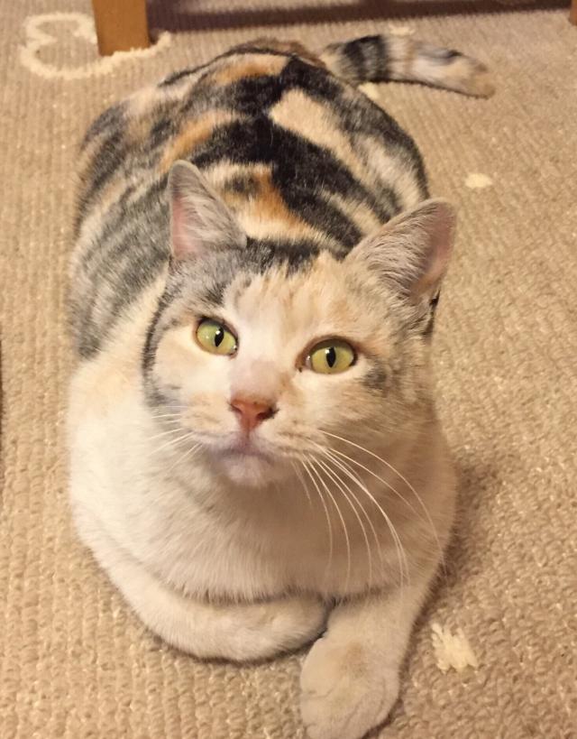 ベル