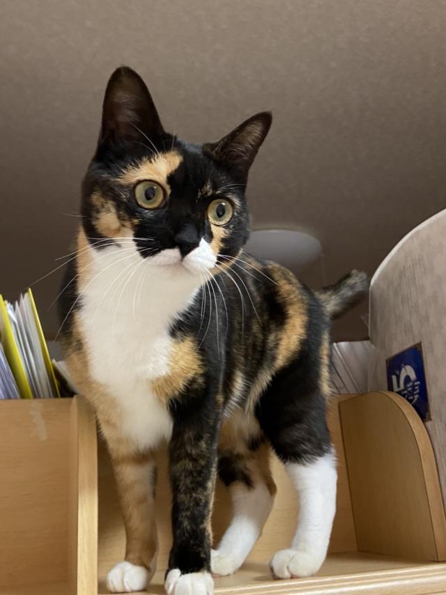 しおり