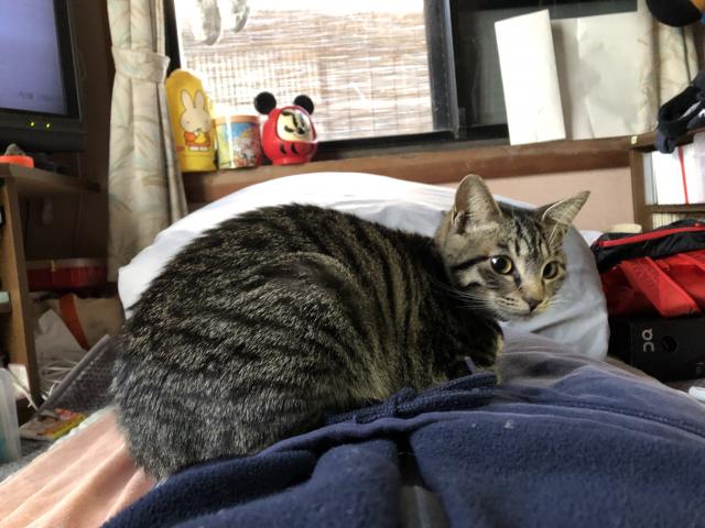 しずく
