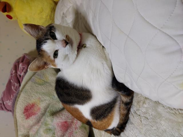 チコ