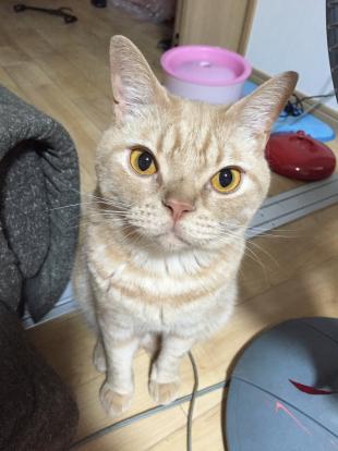 かりん