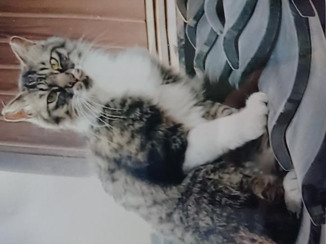 キーちゃん