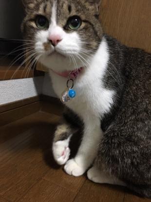 猫美